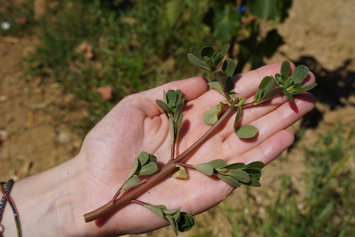 La Portulaca oleracea è una tipica pianta infestante presente nelle zone dove si coltiva il pomodoro